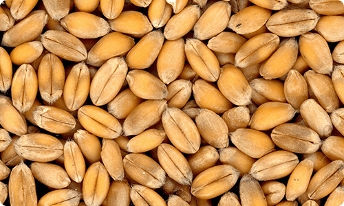Ancient Spelt